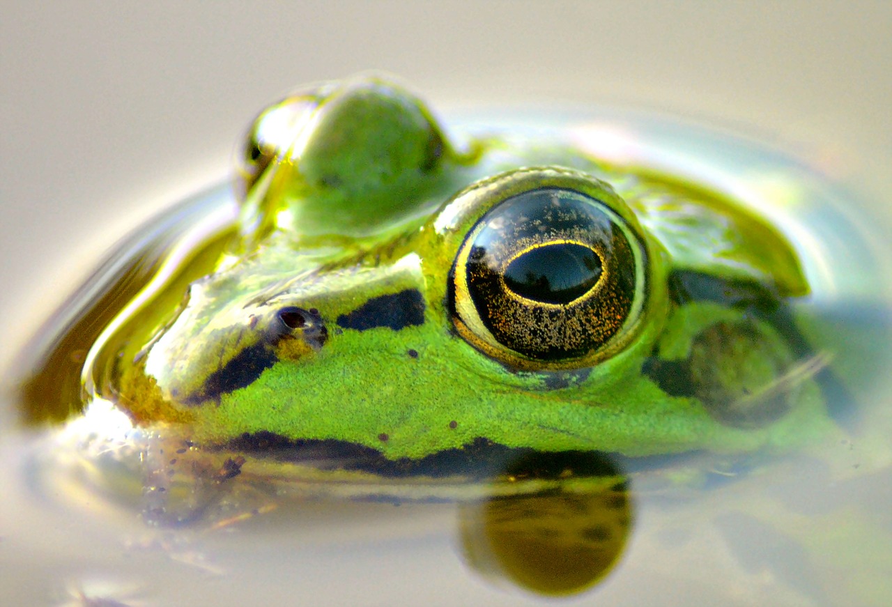 frog pond animal free photo