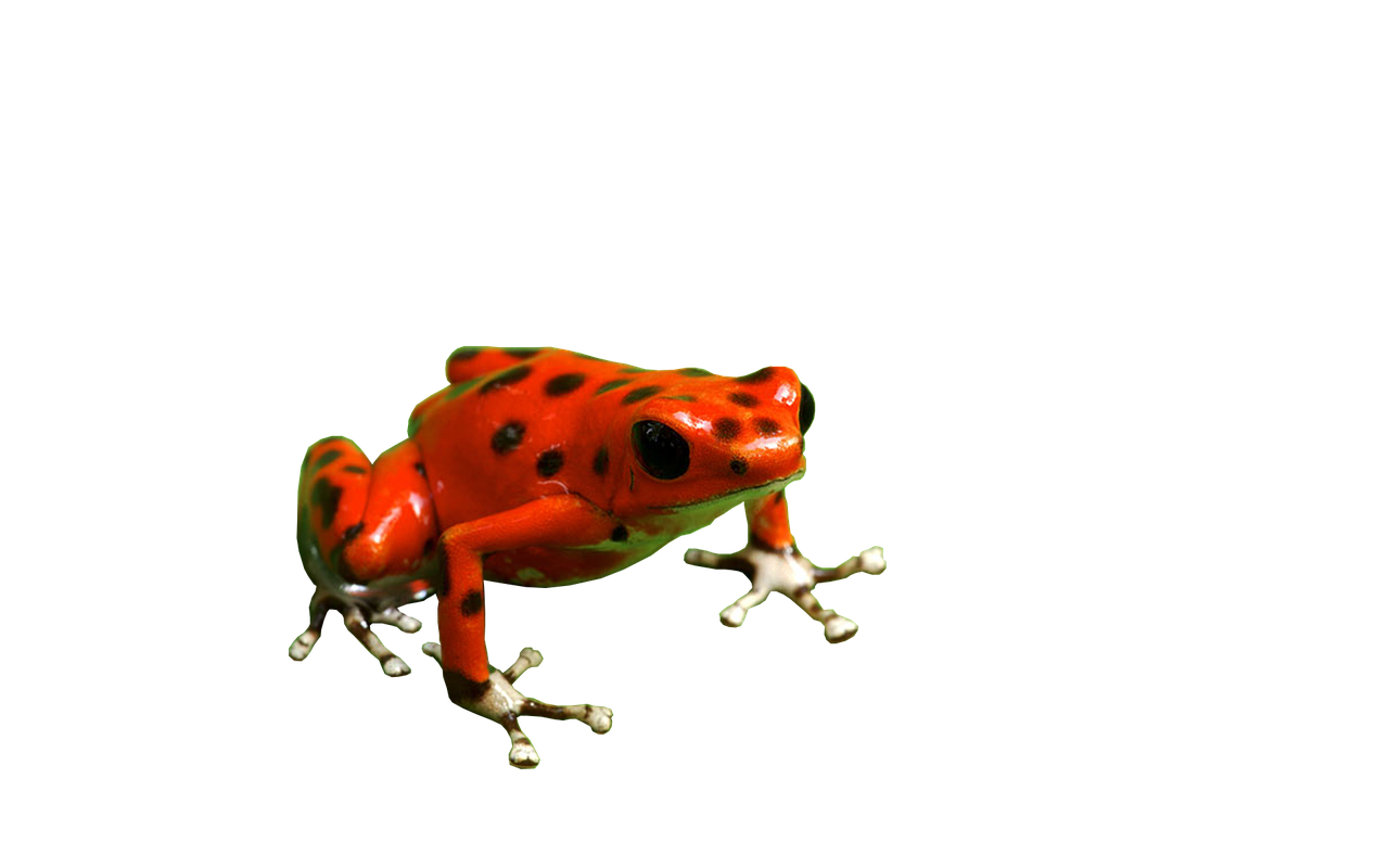 frog poison dart red free photo