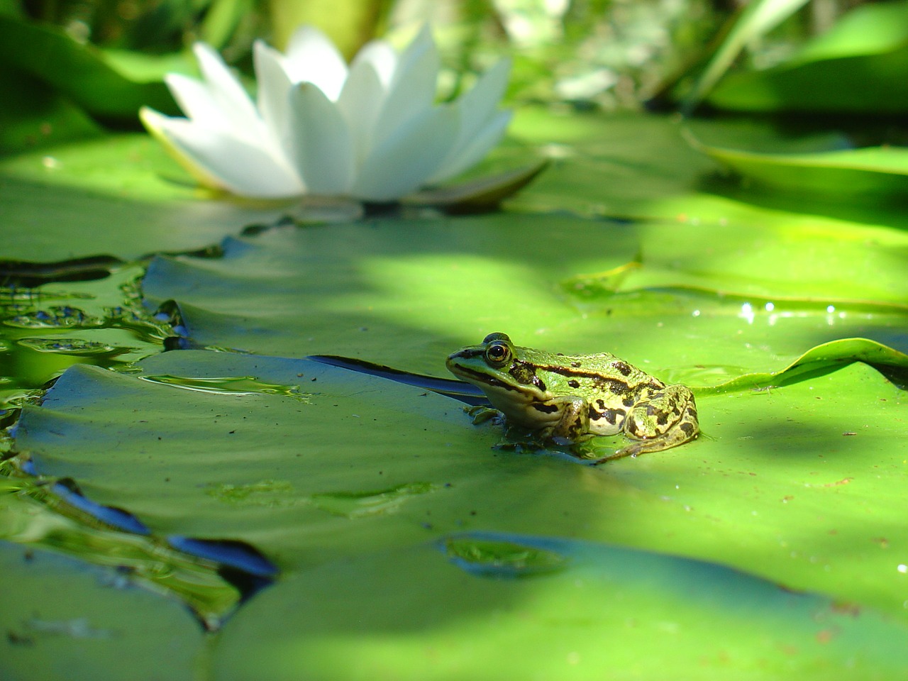 frog water lily green free photo