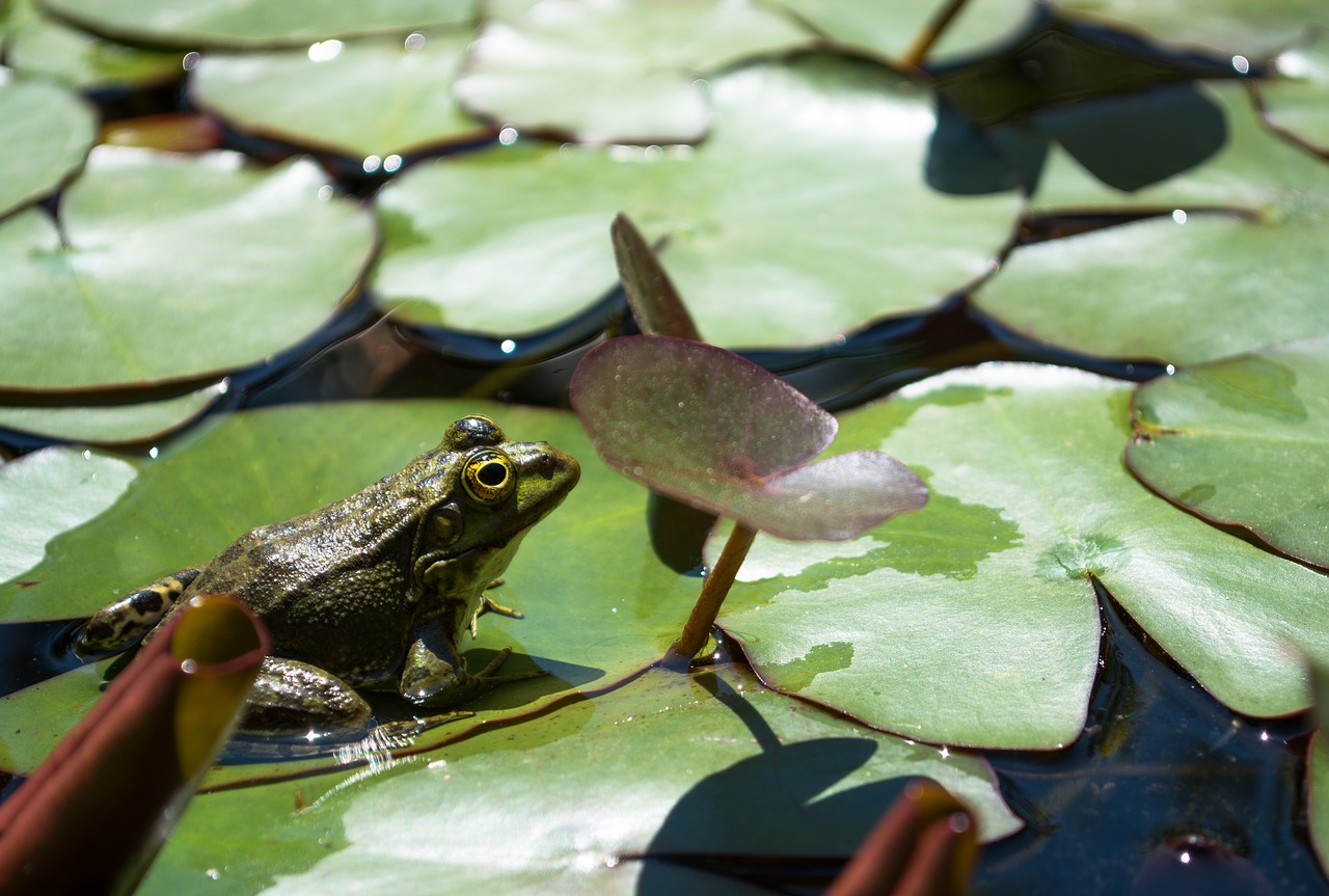 frog green pond free photo