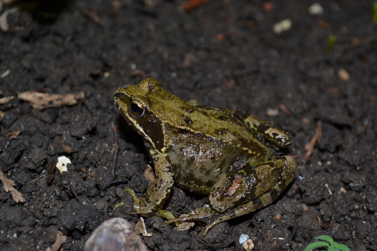 frog common frog amphibian free photo