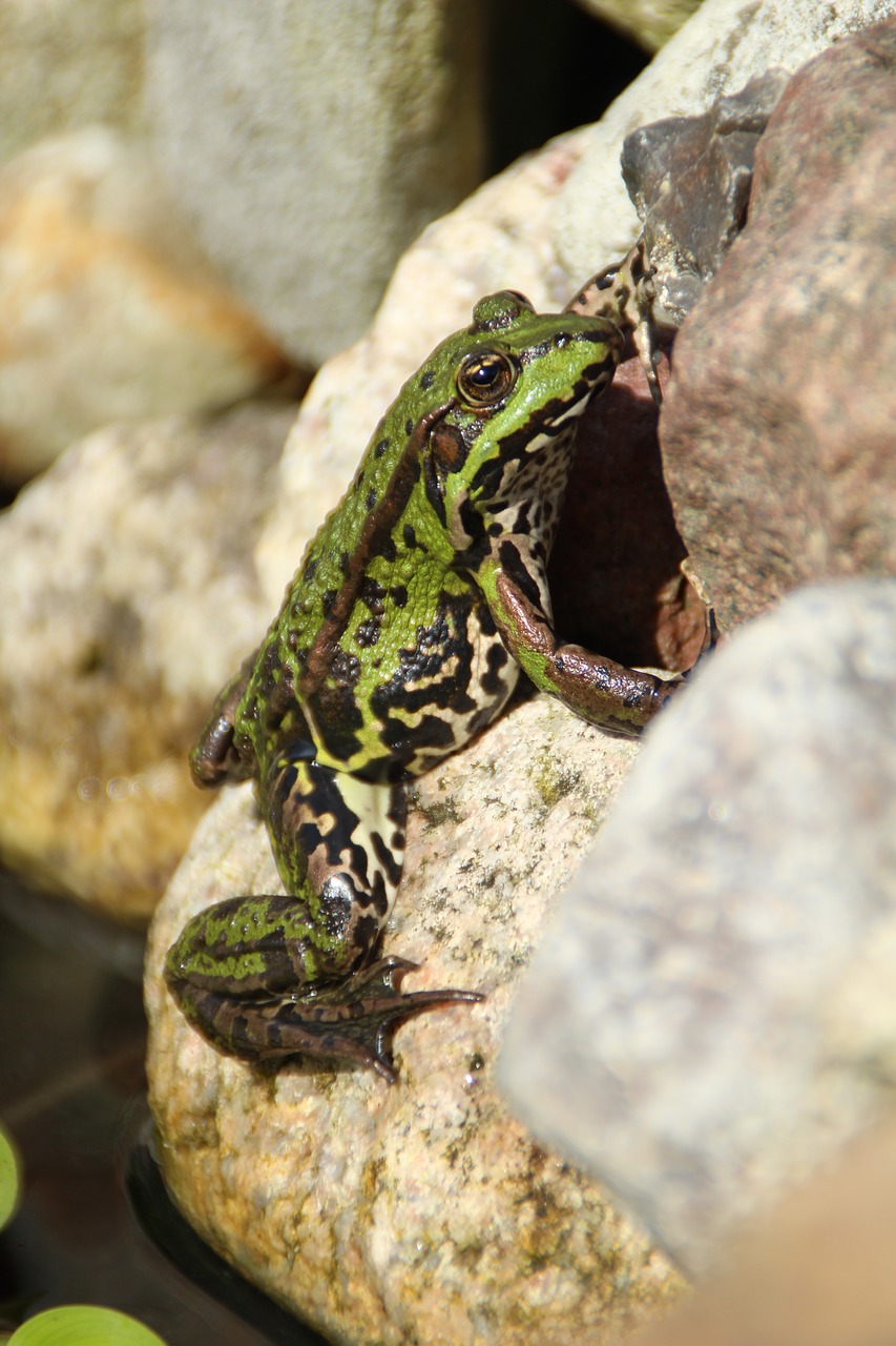 frog animal green free photo