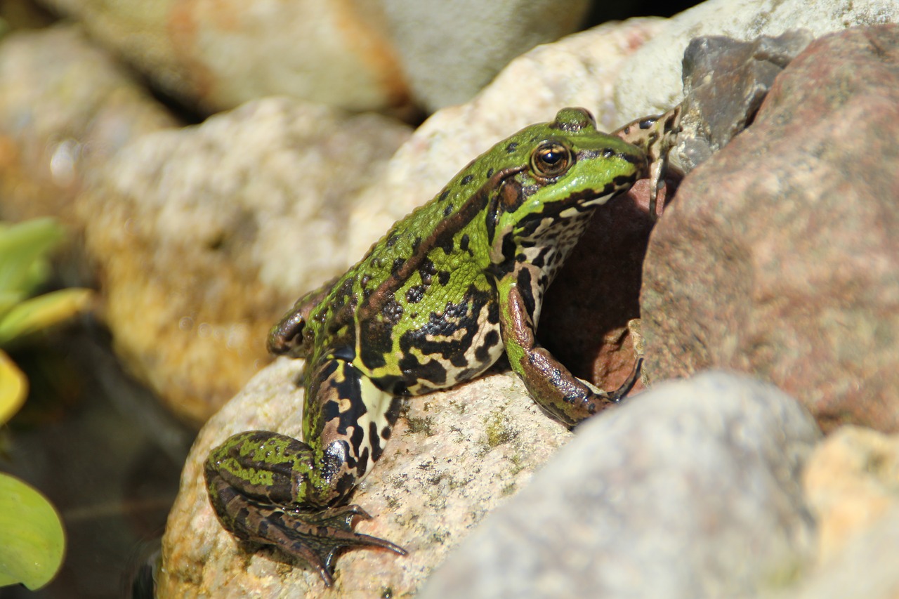 frog animal green free photo