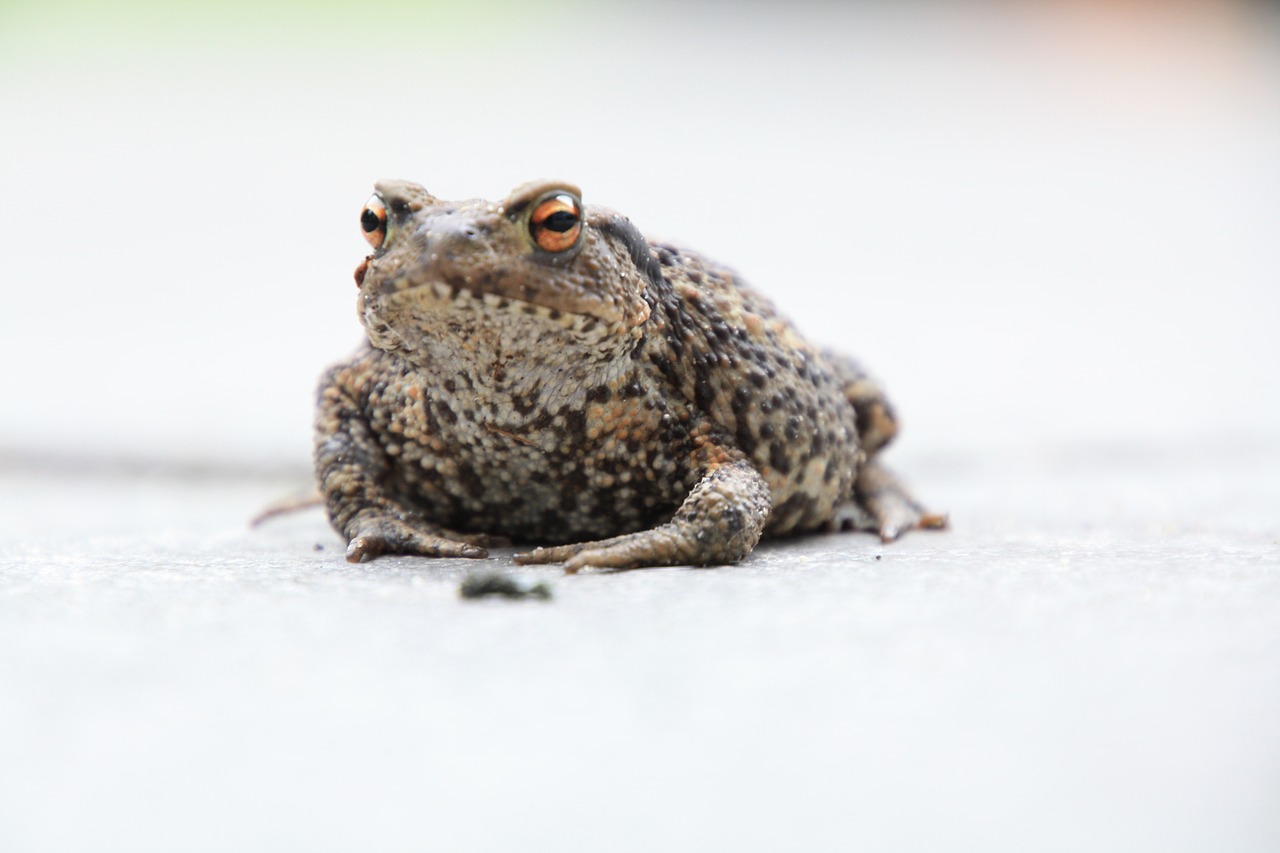 frog path amphibian free photo