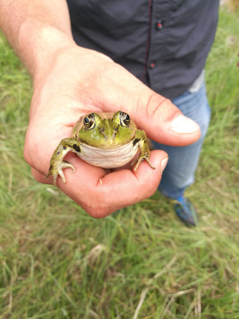 frog funny cute free photo