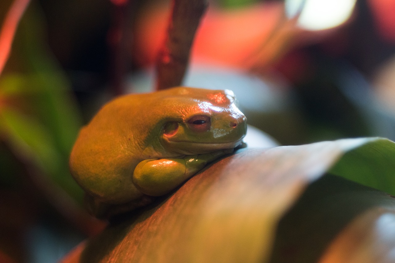 frog green red free photo