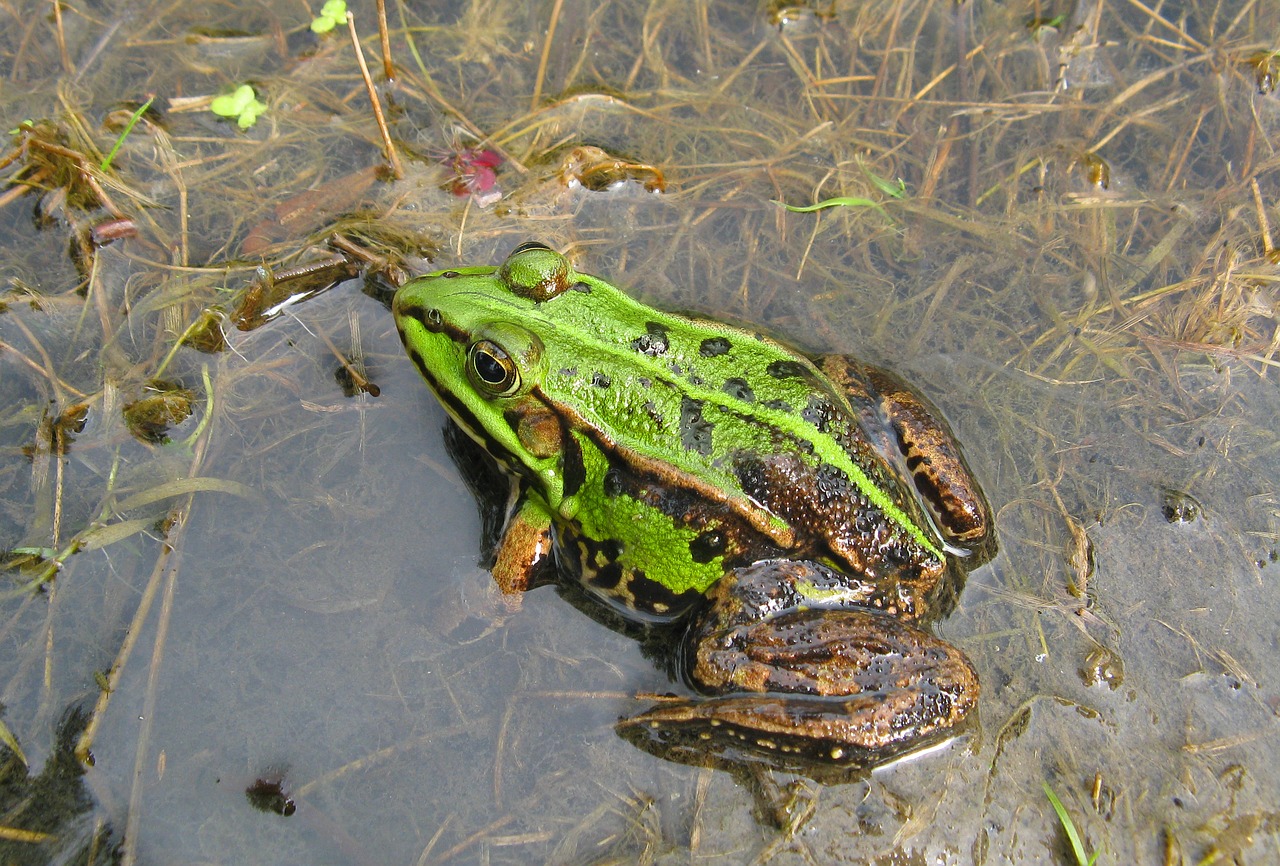frog toad swamp free photo