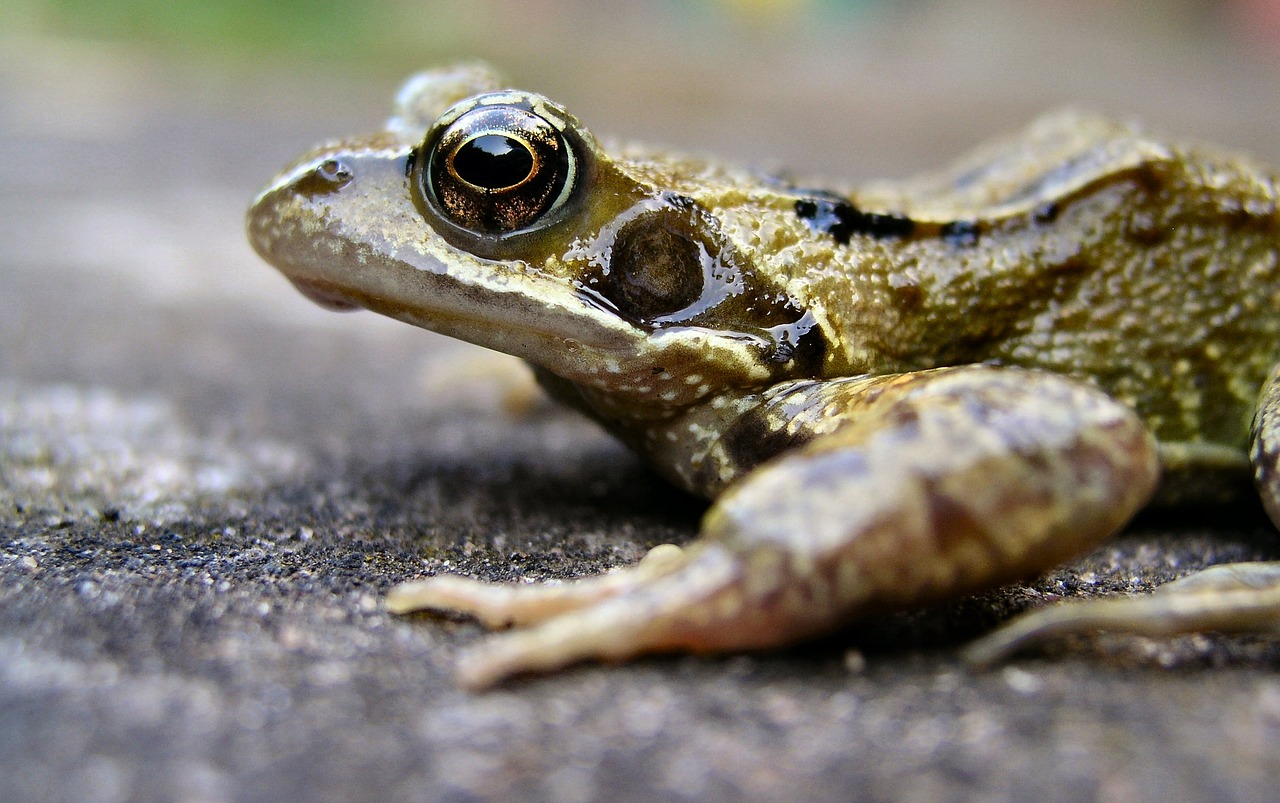 frog amphibian pond free photo