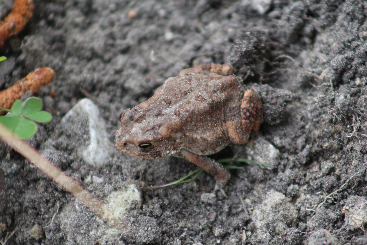 frog amphibian wildlife free photo