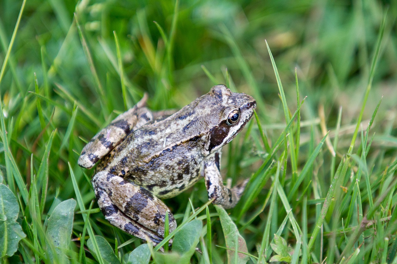 frog grass gerardo free photo