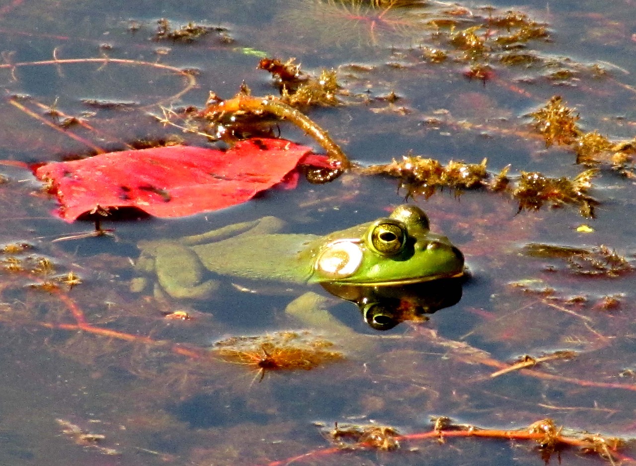 frog pond nature free photo