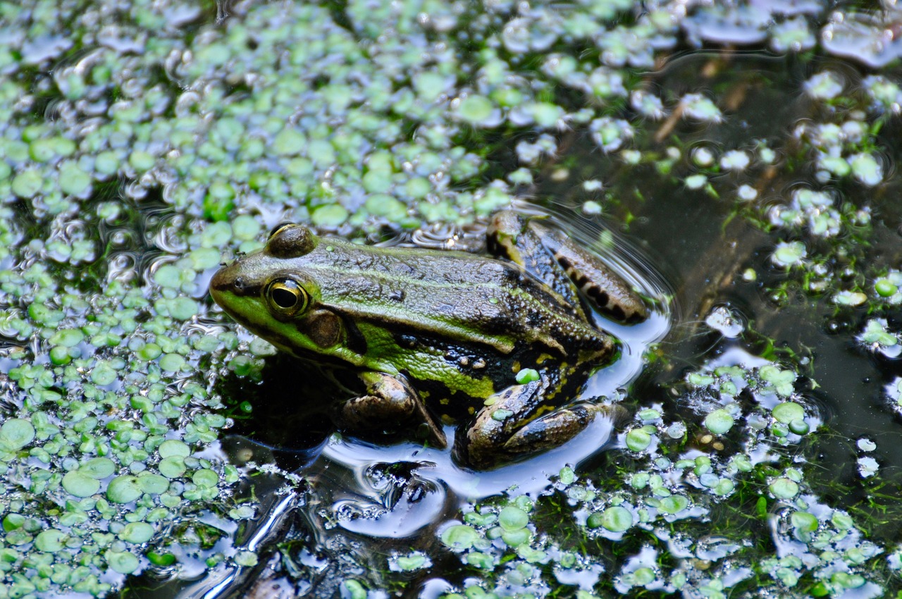 frog pond waterweed free photo