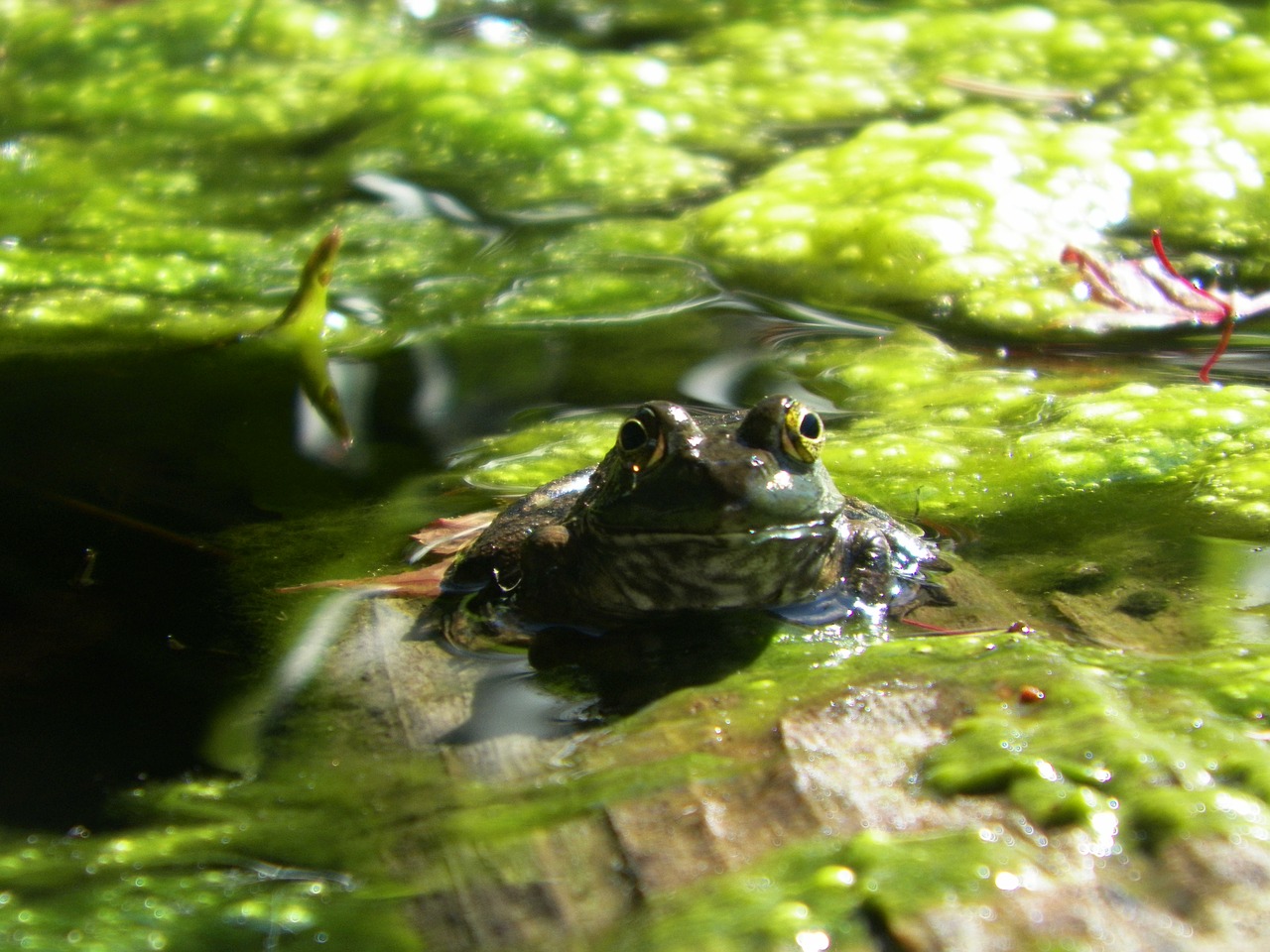 frog nature animal free photo