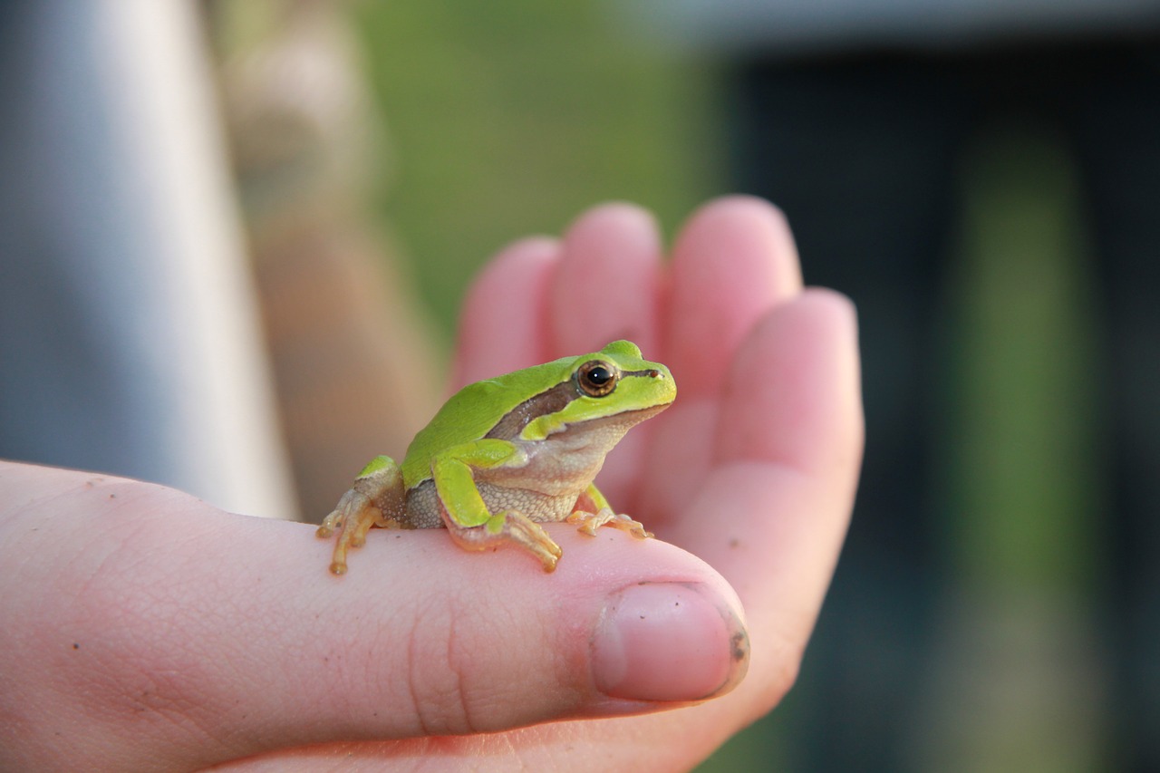 frog nature hand free photo