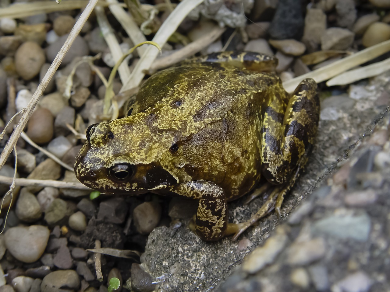 frog amphibian anura free photo