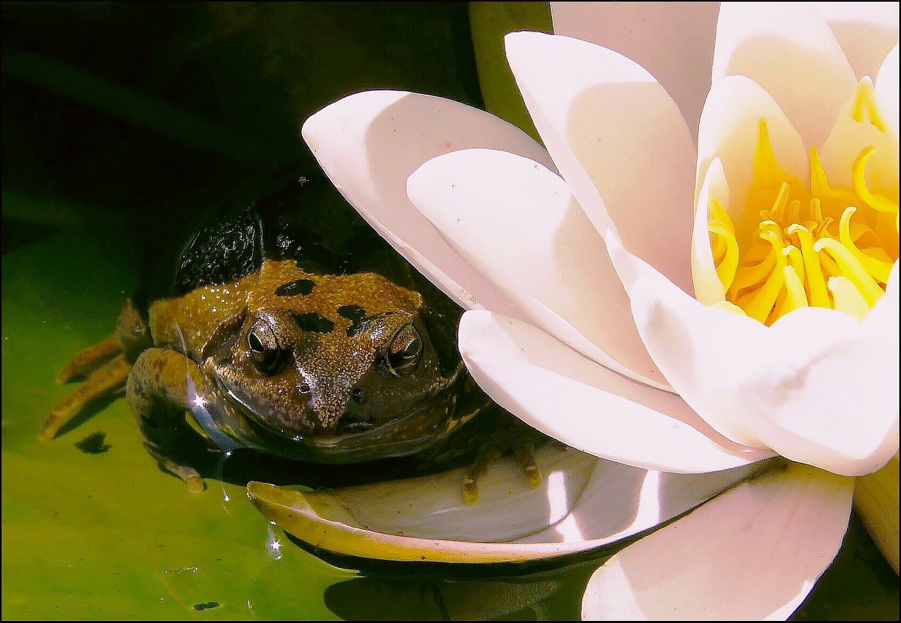 frog water lily frogs free photo