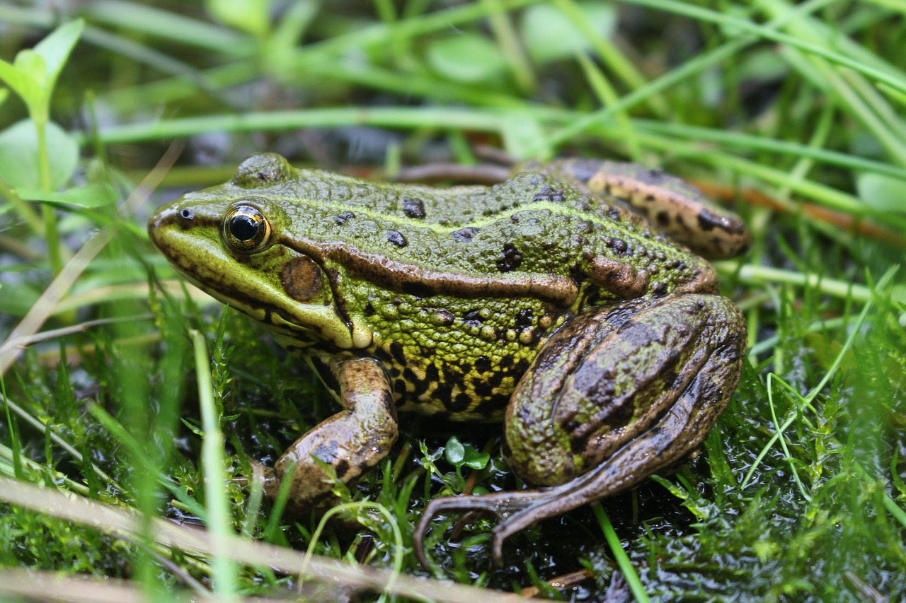 frog animal grass free photo