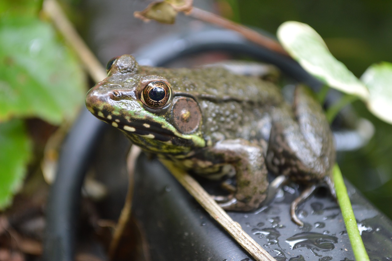 frog green water free photo