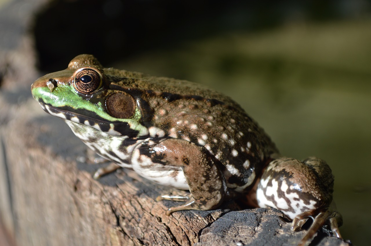 frog frog on barrel frog eye free photo