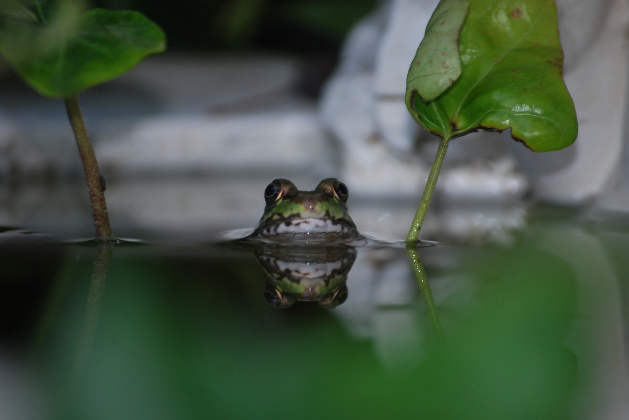 frog frog in water amphibian free photo