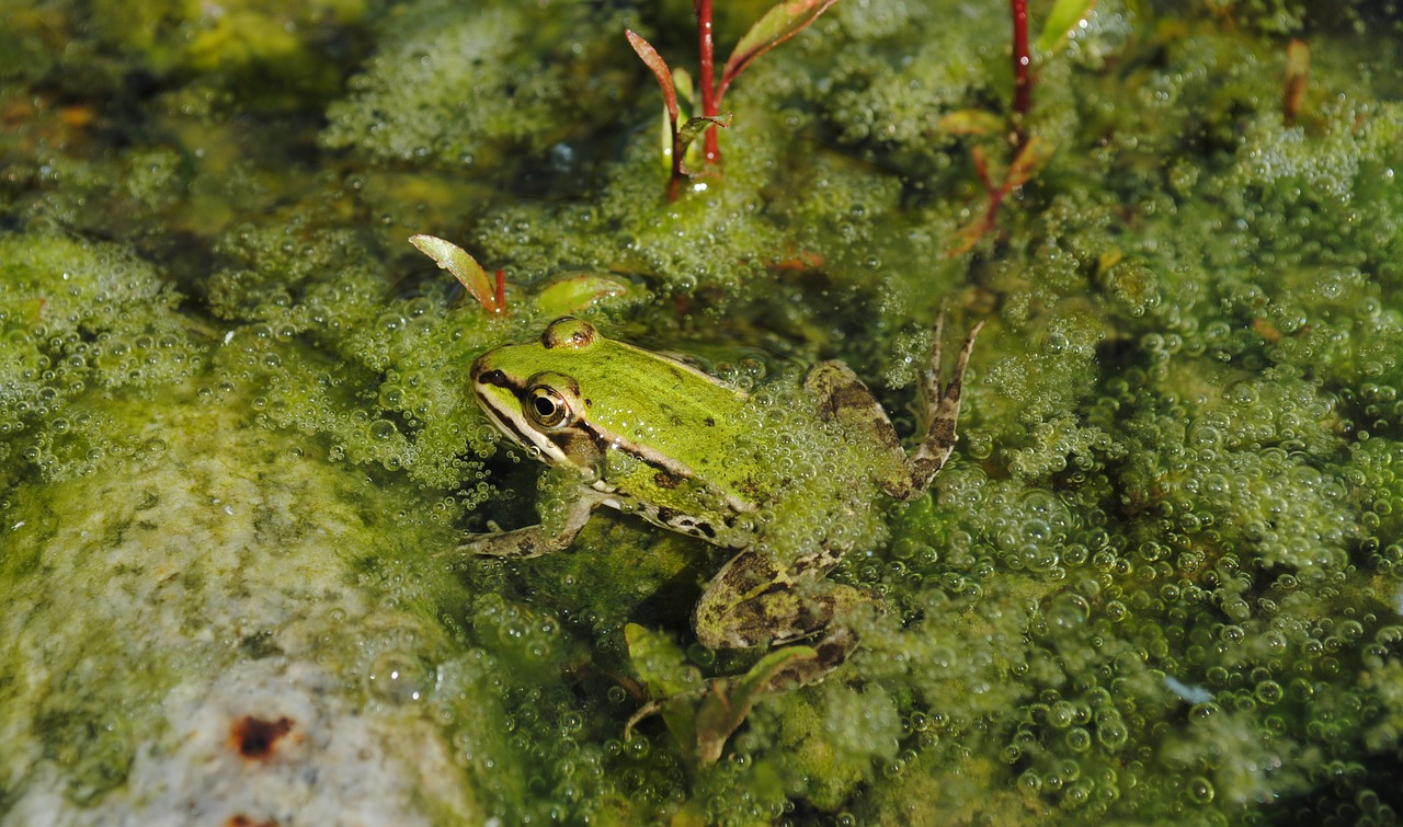 frog green water free photo