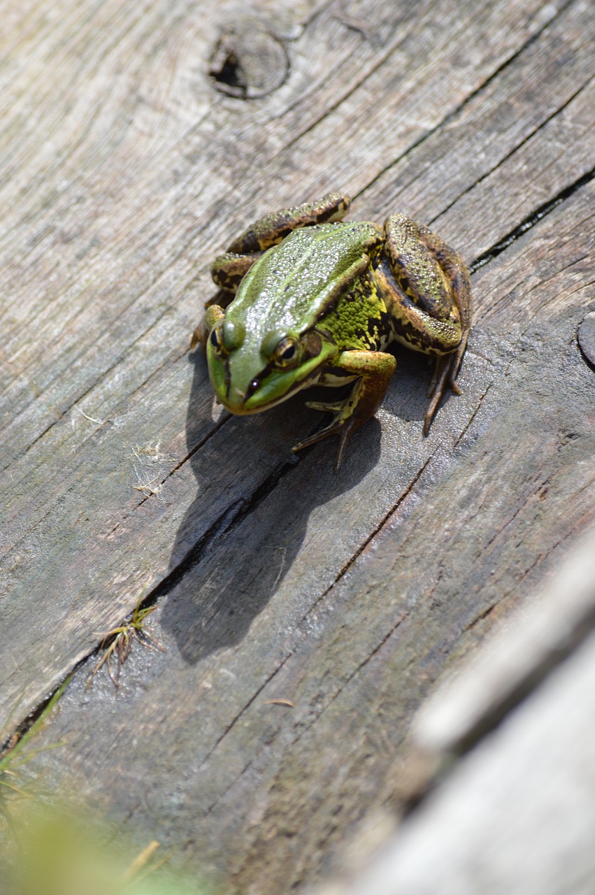 frog green wood free photo