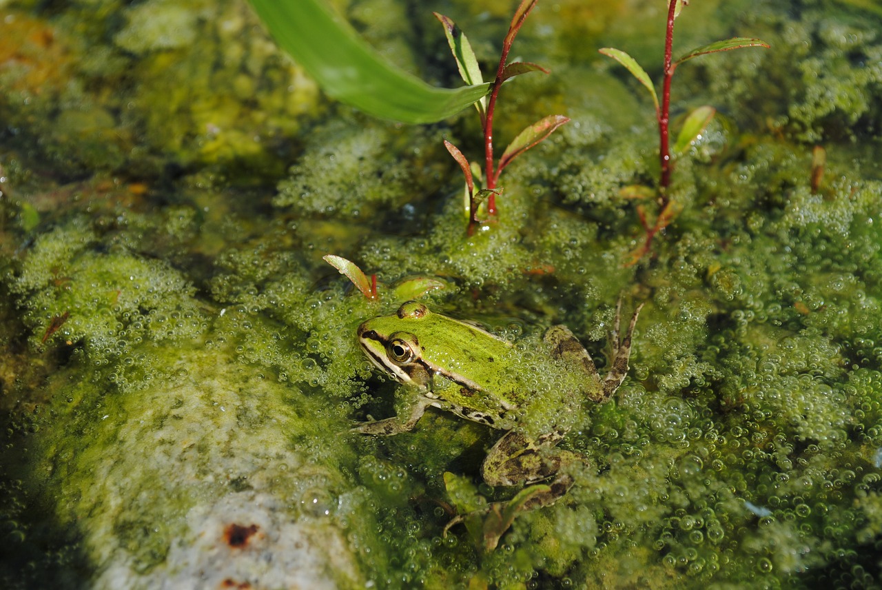 frog green water free photo