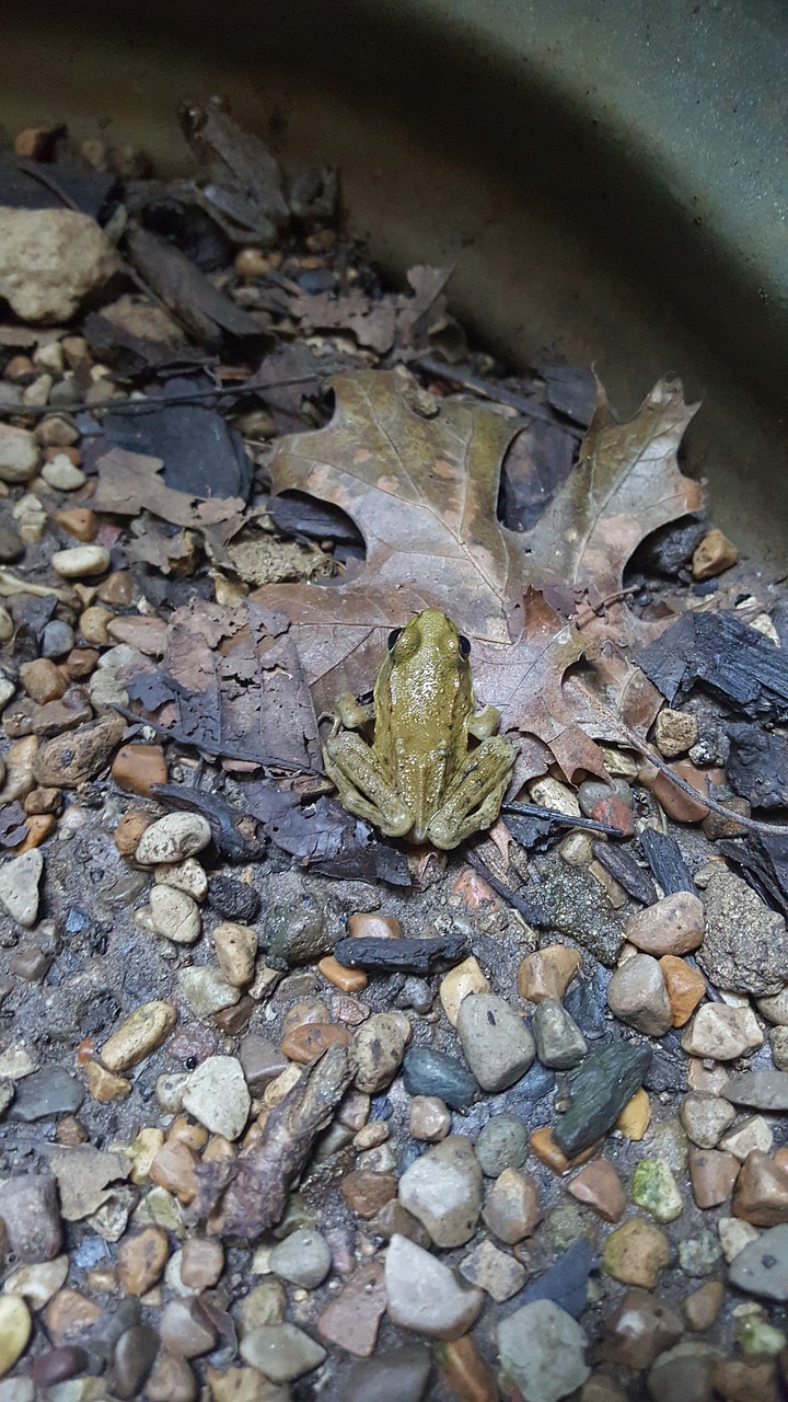 frog toad amphibian free photo