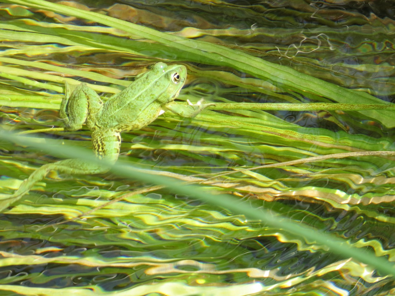 frog green aquatic plants free photo