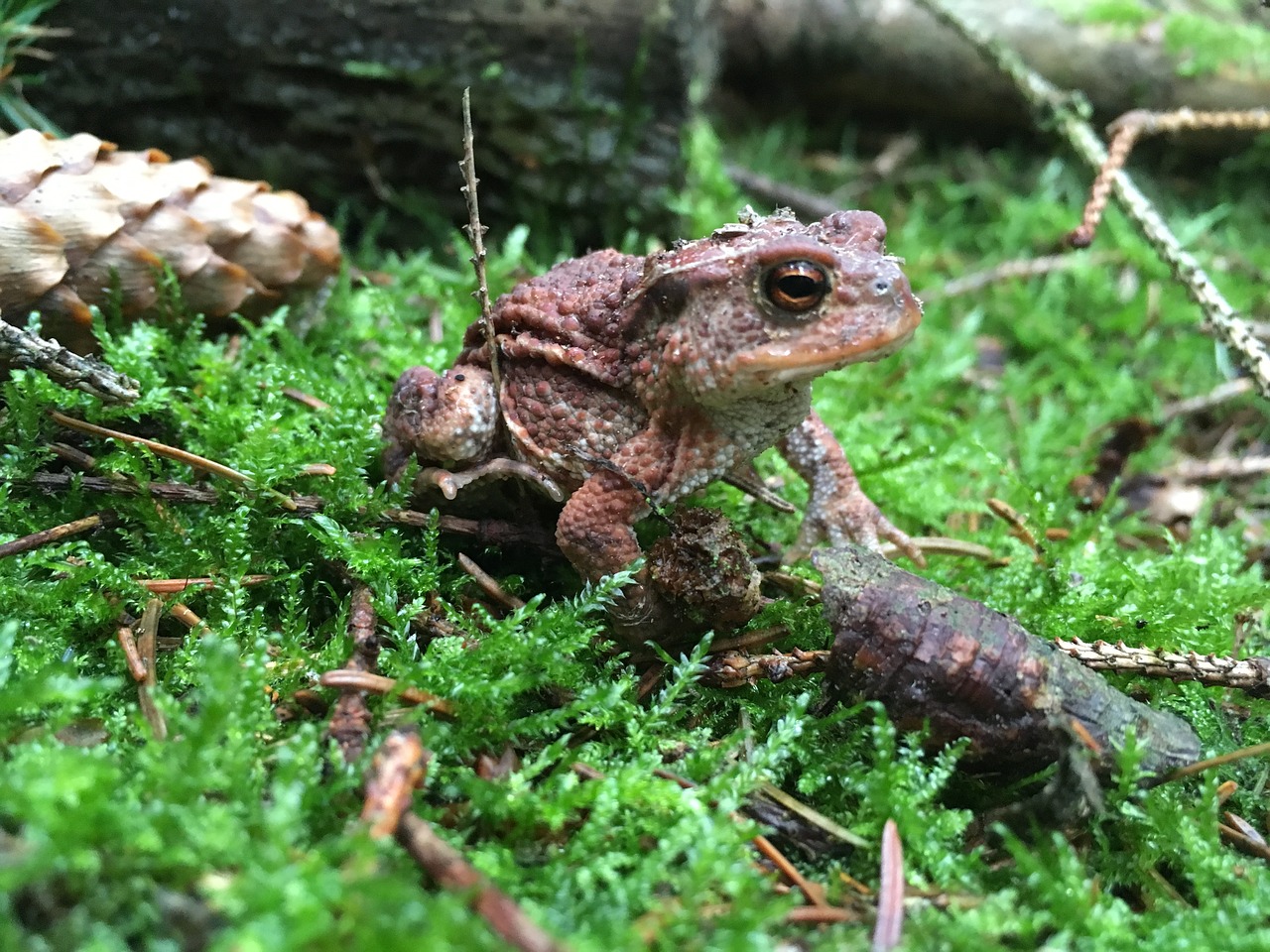 frog forest brown free photo