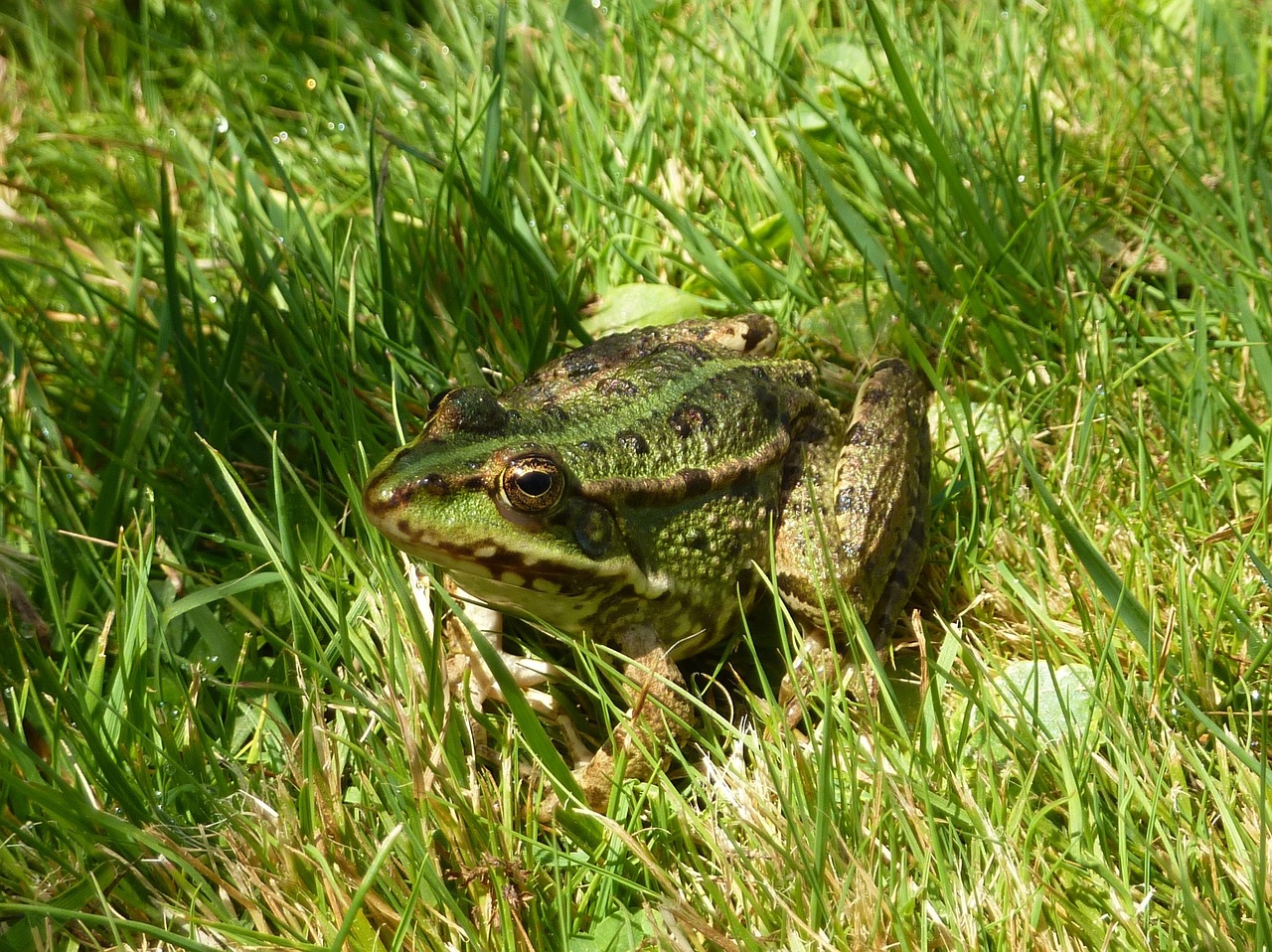frog amphibian green grass free photo