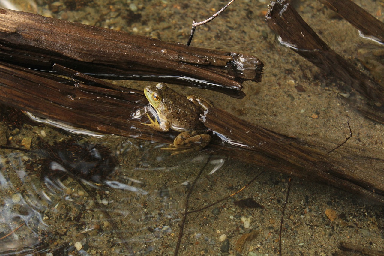 frog lake water free photo