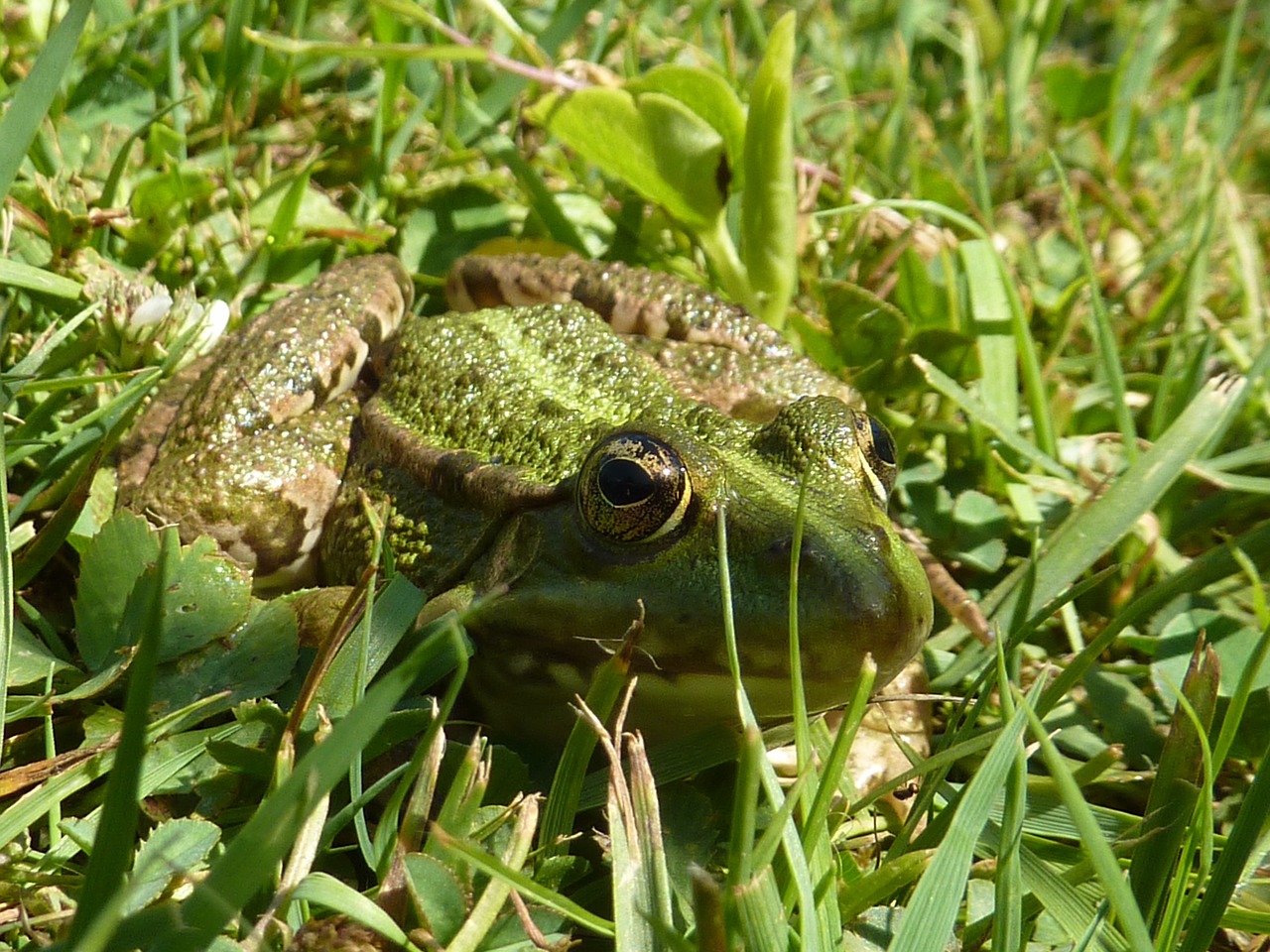 frog green frog grass free photo