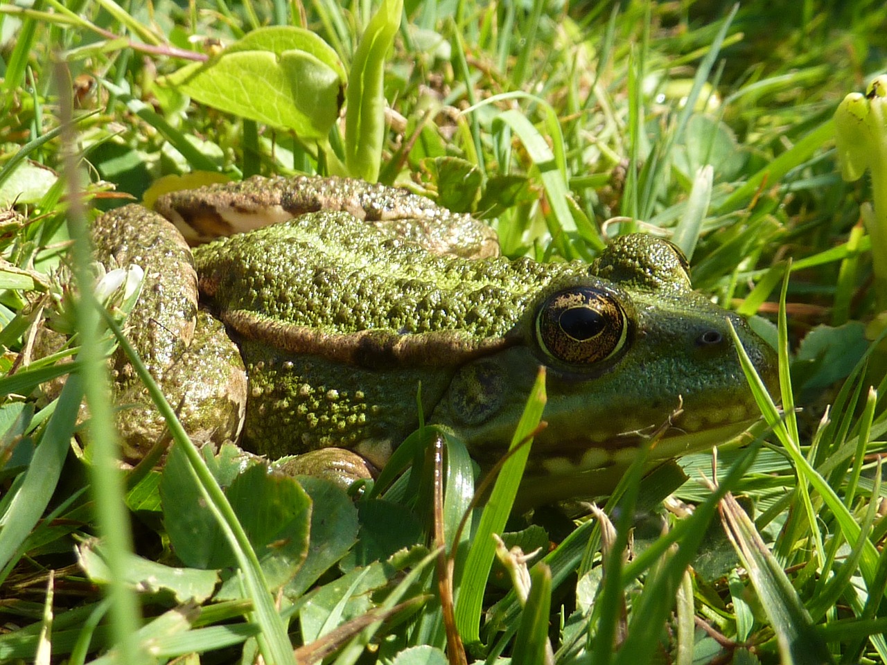 frog green frog grass free photo