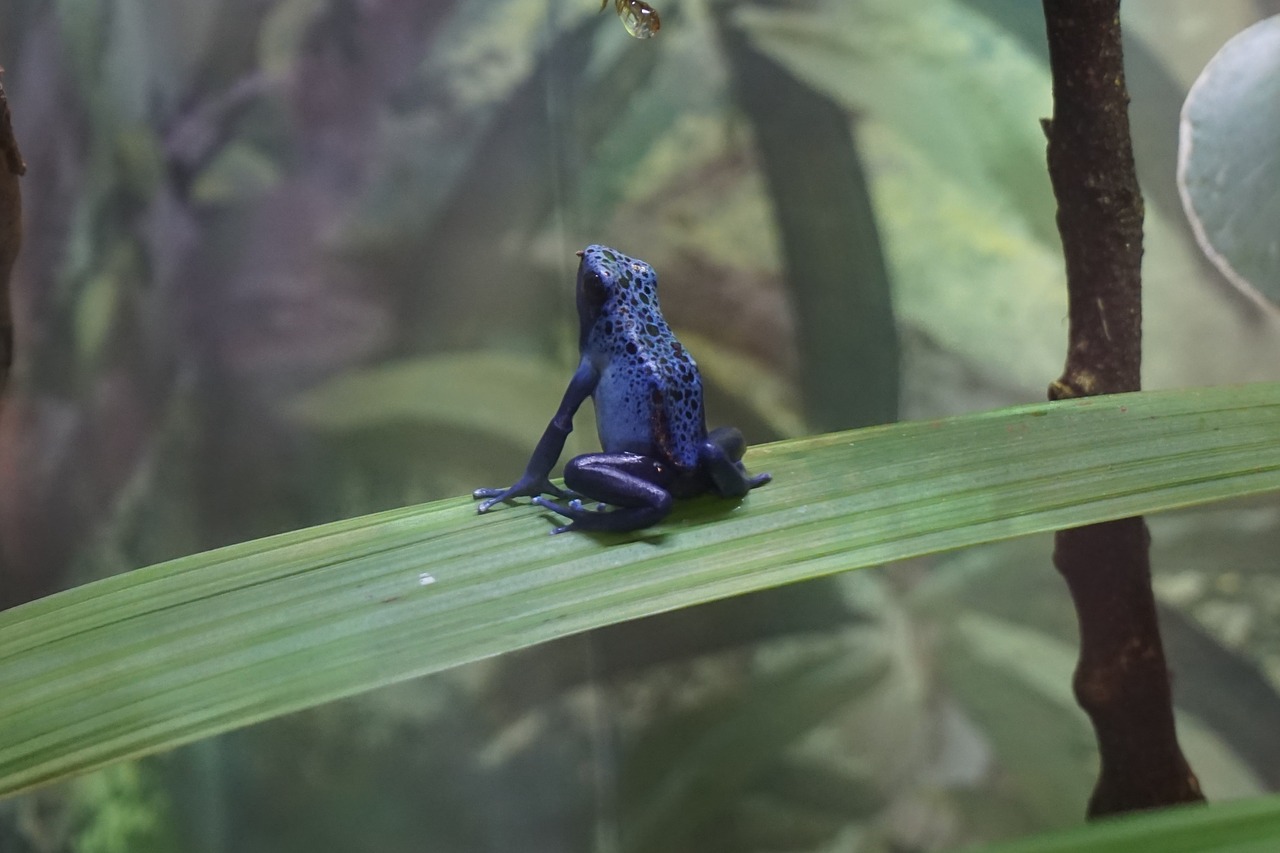 frog amphibian blue free photo