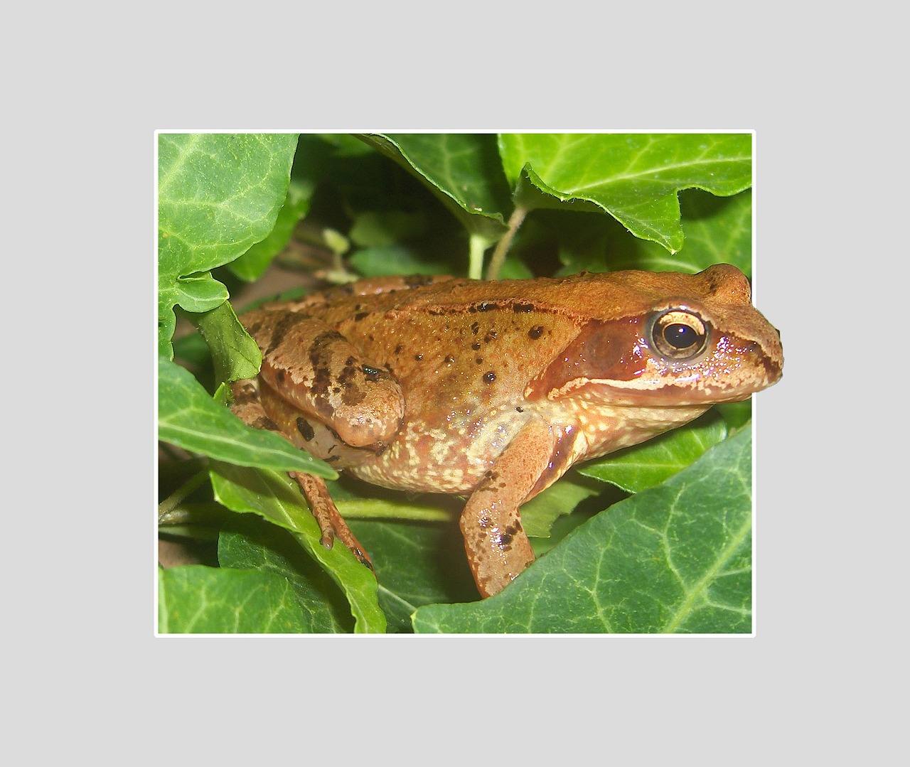 frog animal amphibians free photo