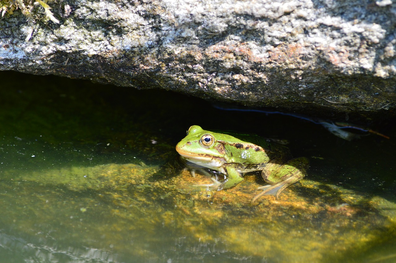 frog pond water free photo