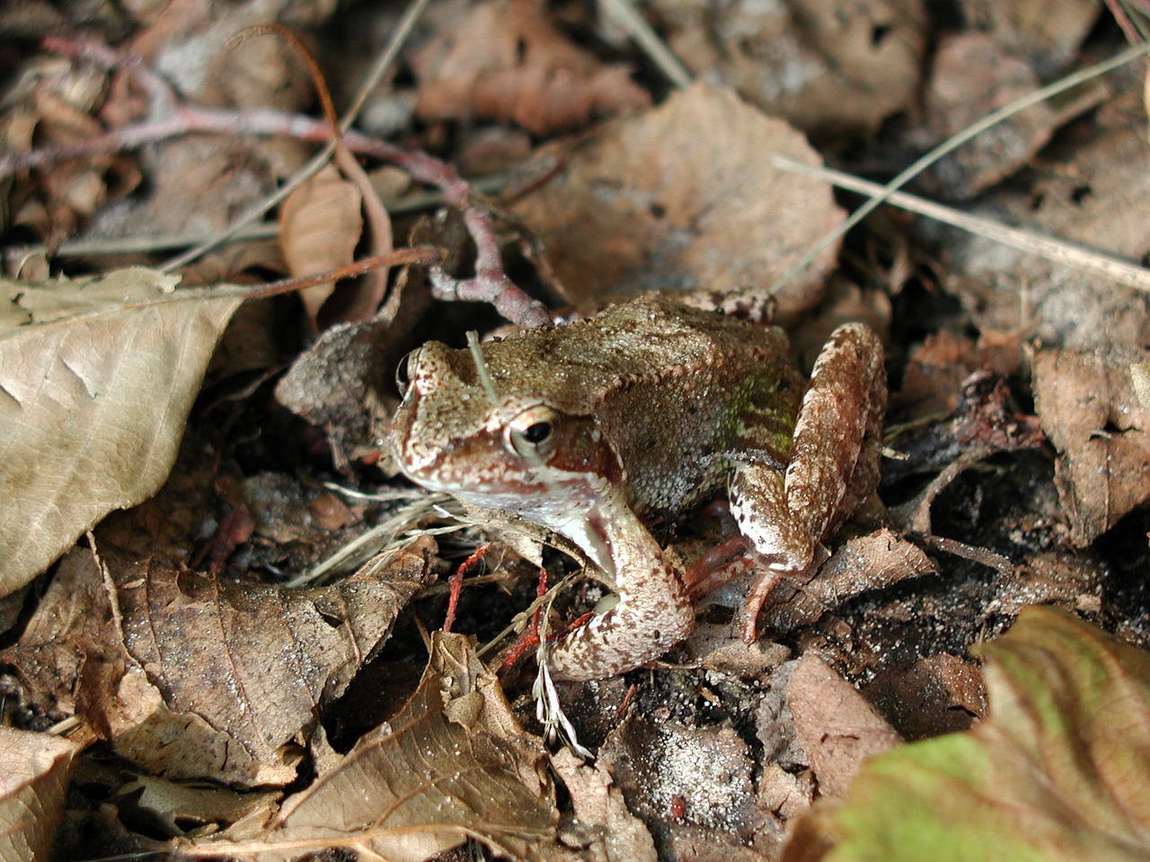 frog nature water frog free photo