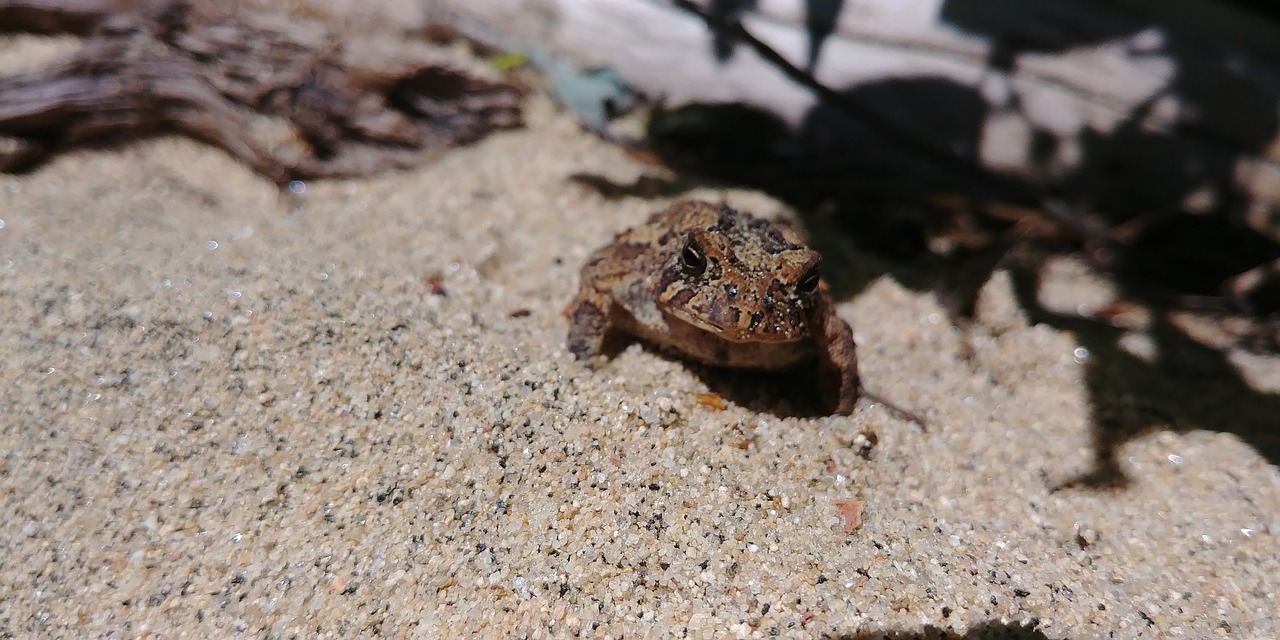 frog sun beach free photo