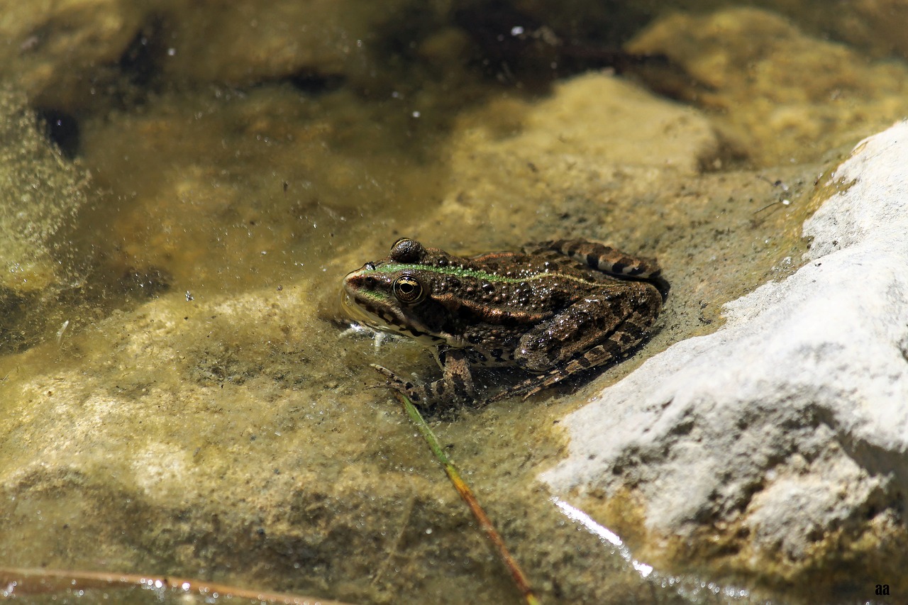 frog mare gerardo free photo