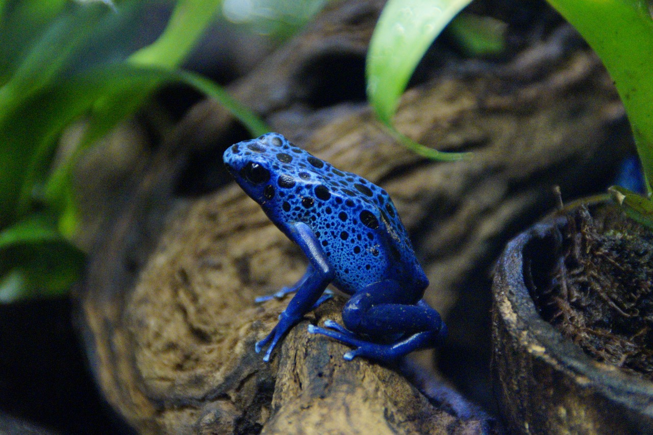 frog poison frog blue free photo