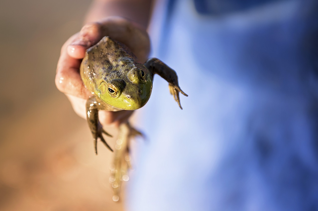 frog toad reptile free photo