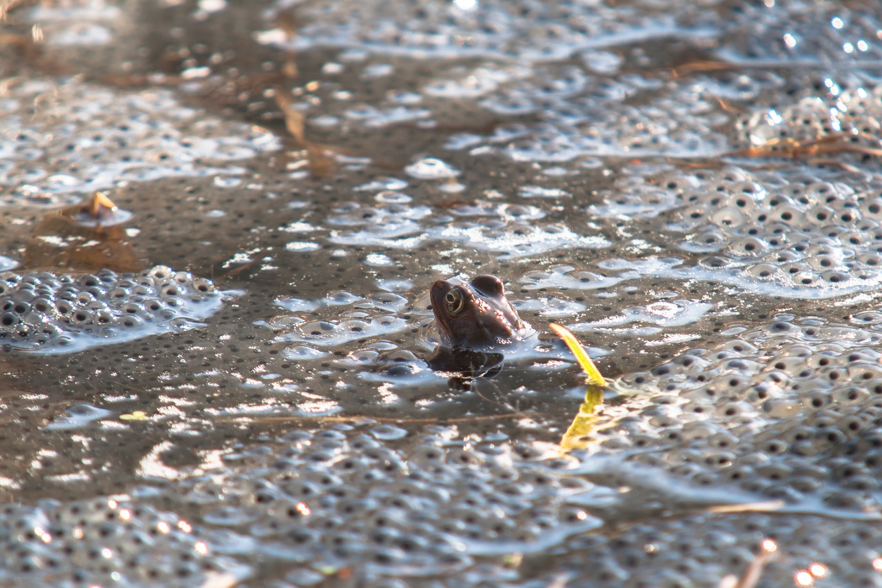 frog spawn water free photo