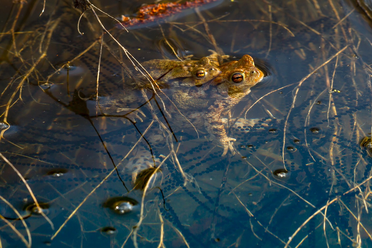frog spawn pairing free photo