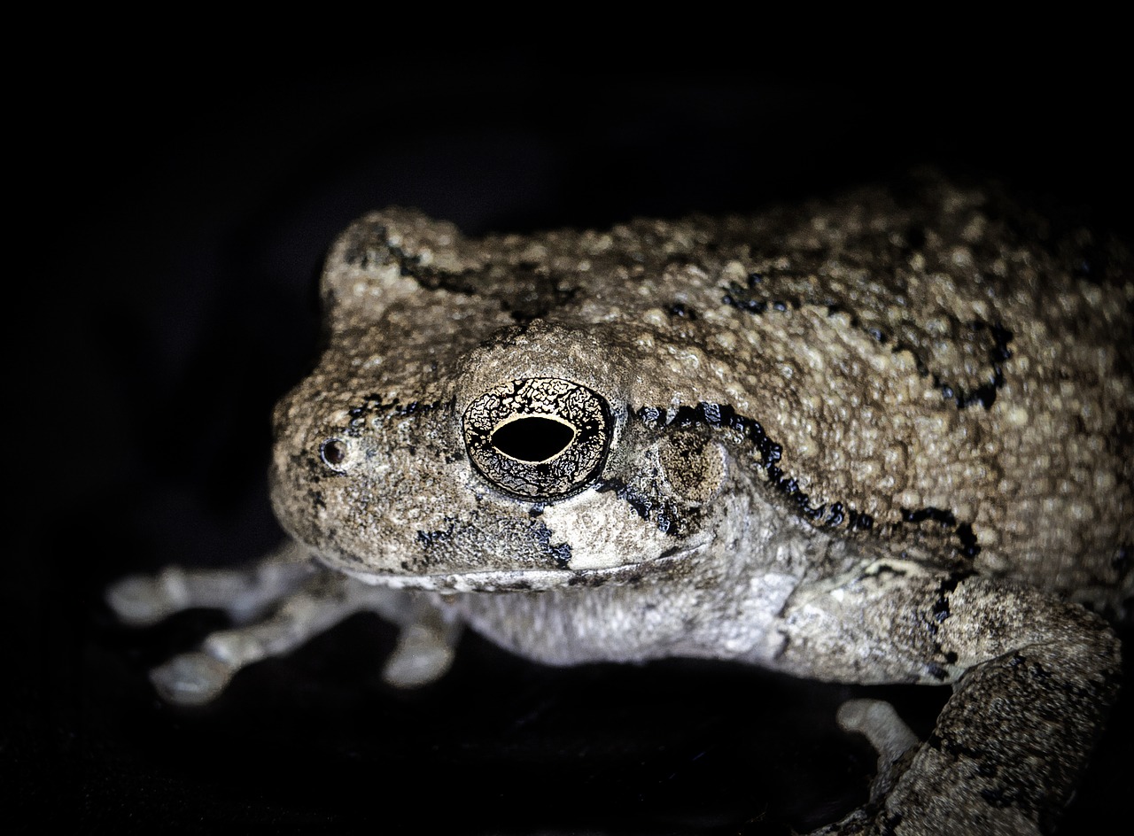 frog animal amphibian free photo