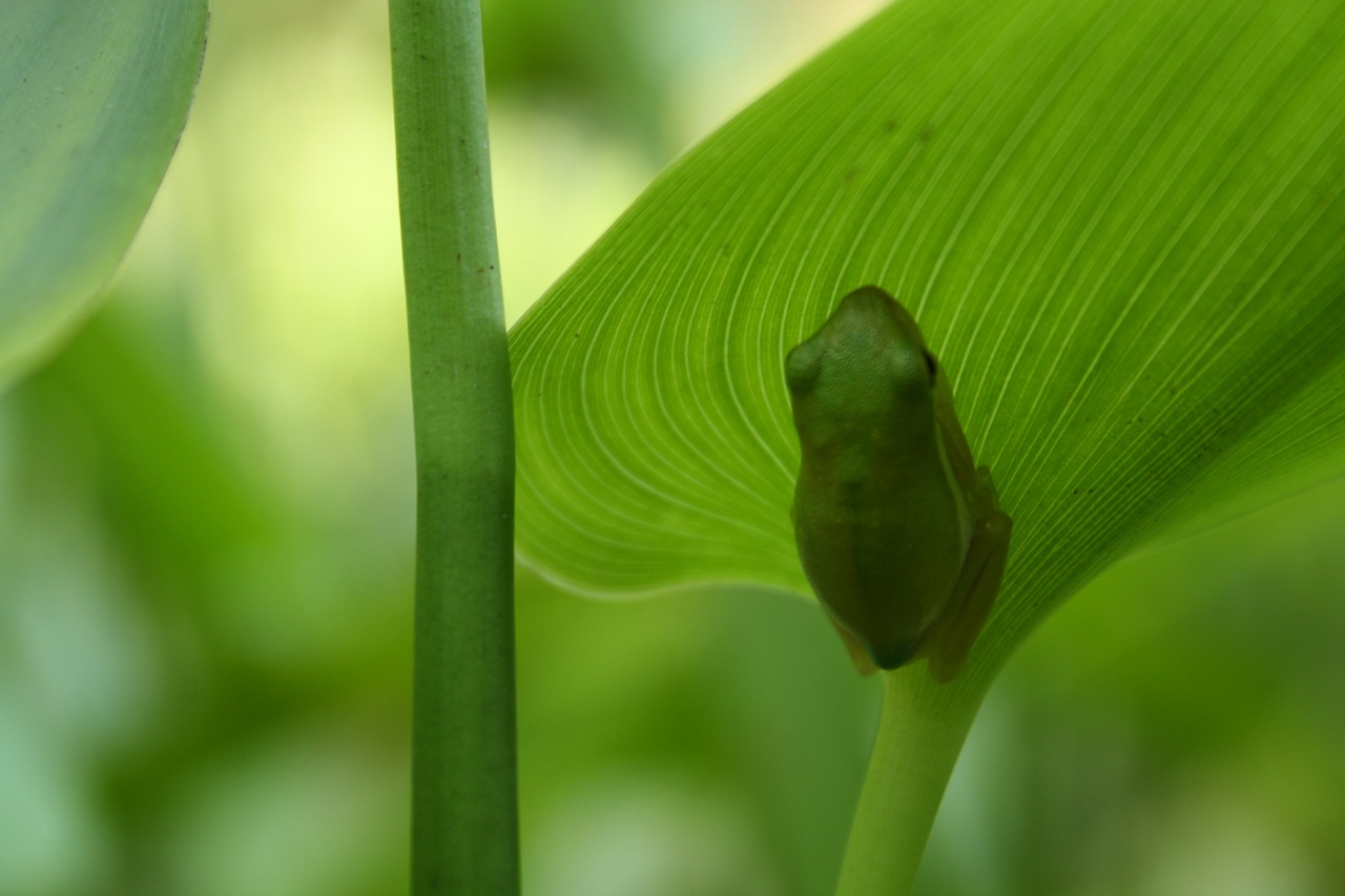 frog nature leaf free photo