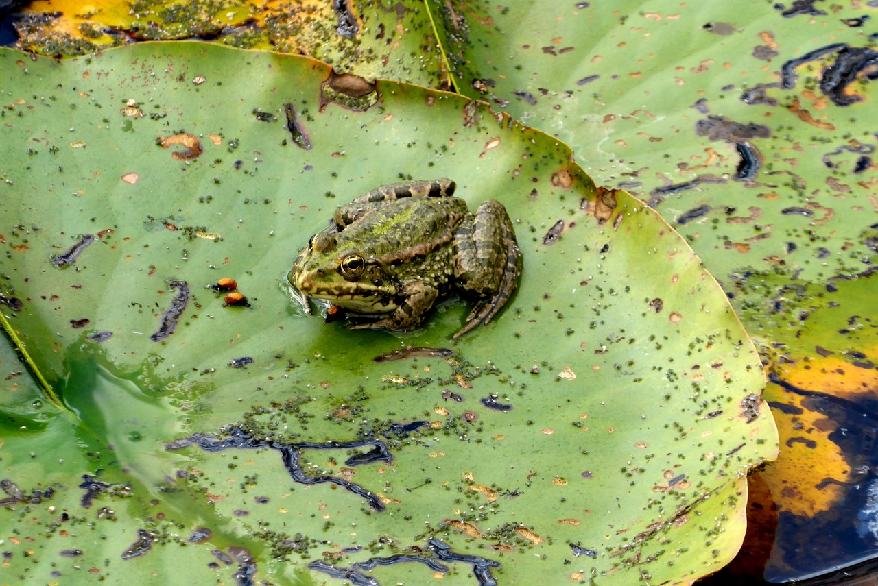 frog green lily pad free photo