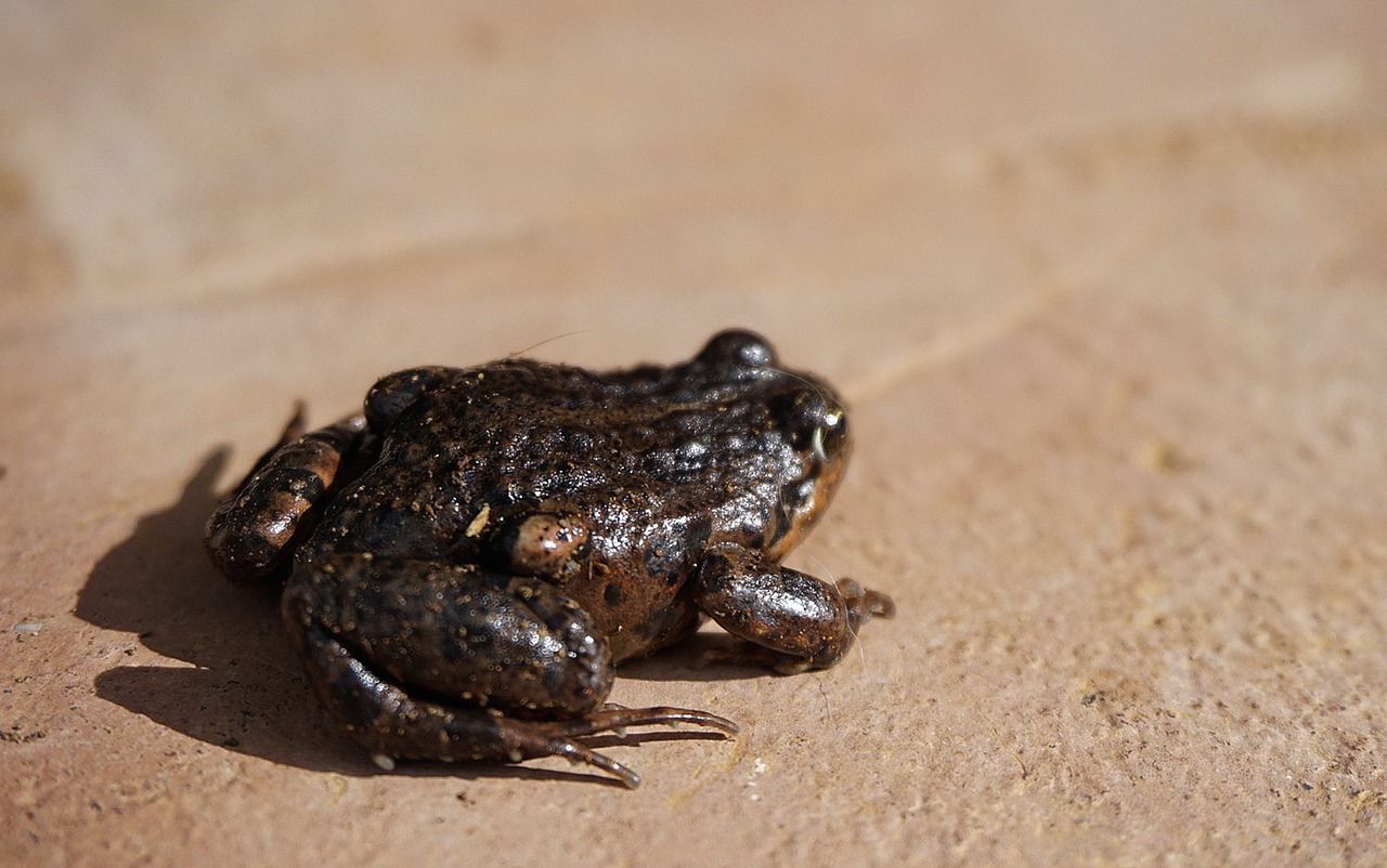 frog toad amphibious free photo