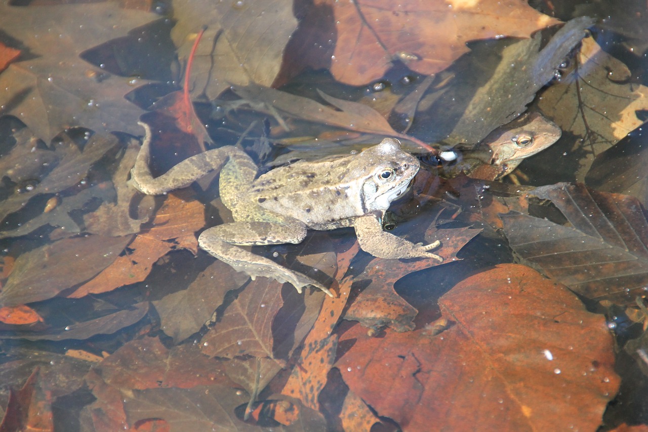 frog water nature free photo