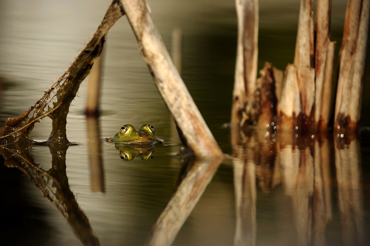 frog water pond free photo